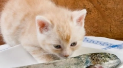 Защо котките не могат да бъдат риби